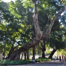 Βοτανικός κήπος στο Ρίο Ντε Τζανέιρο