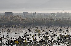Λίμνη Ίνλε - Μιανμάρ